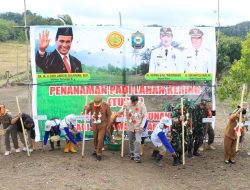 Penanaman Padi di Lahan Kering Poso: Dukungan Pemerintah untuk Ketahanan Pangan