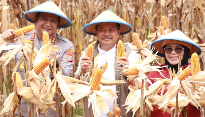 Panen Raya Jagung di Parigi Moutong, Wabup Sahid Dukung Program Ketahanan Pangan