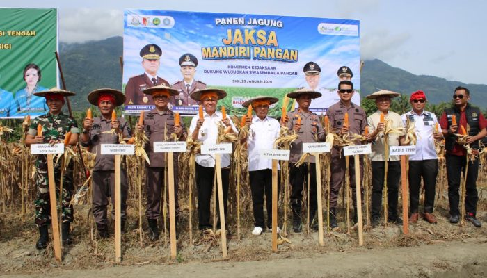 Kejati Sulteng Panen Jagung Program Jaksa Mandiri Pangan di Sigi