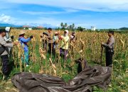 Panen Jagung Binaan Polri Jadi Bukti Kolaborasi Polisi dan Petani