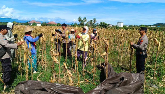 Panen Jagung Binaan Polri Jadi Bukti Kolaborasi Polisi dan Petani
