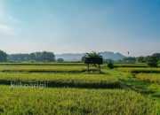 Lahan Sawah Jadi Kunci, Pemerintah Targetkan Swasembada Pangan Berkelanjutan