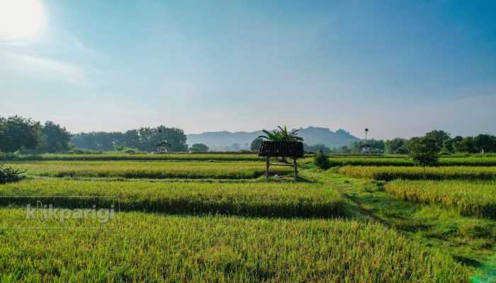 Lahan Sawah Jadi Kunci, Pemerintah Targetkan Swasembada Pangan Berkelanjutan