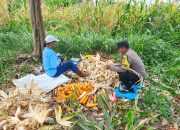 Polsek Torue Dampingi Warga Panen Jagung, Dorong Kemandirian Pangan Desa
