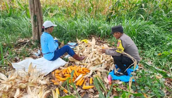 Polsek Torue Dampingi Warga Panen Jagung, Dorong Kemandirian Pangan Desa