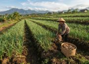 Parigi Moutong Dapat Alokasi 40 Hektare Pengembangan Bawang Putih dari Kementan